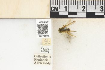 Media type: image;   Entomology 771609 Aspect: Labels